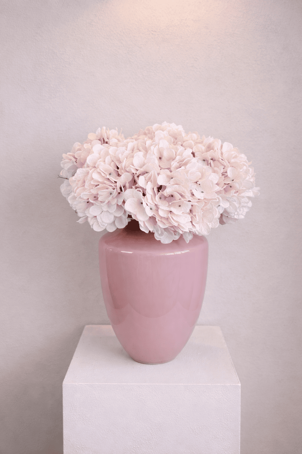 Blush Hortensia’s