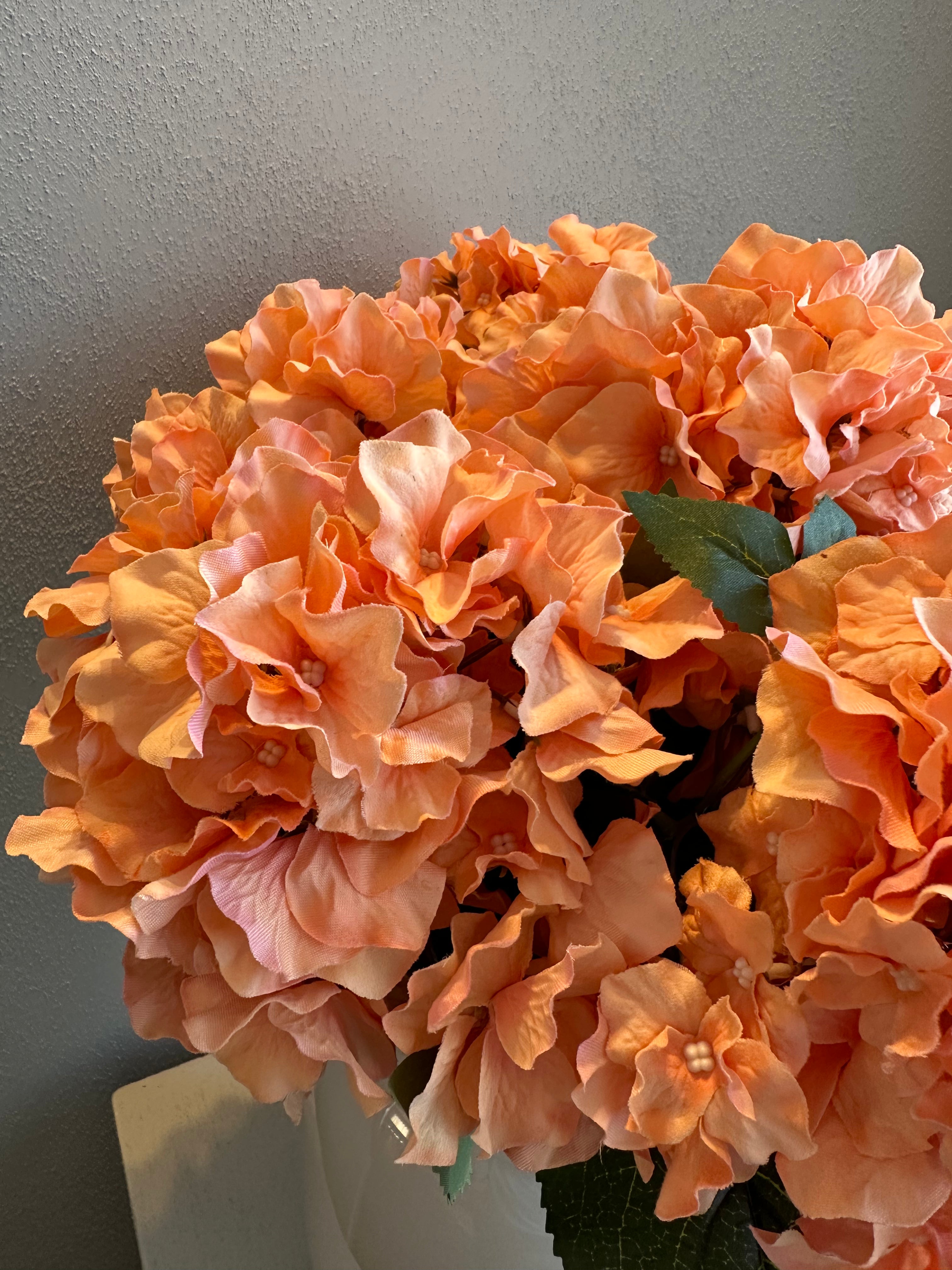 Peach Hortensia’s
