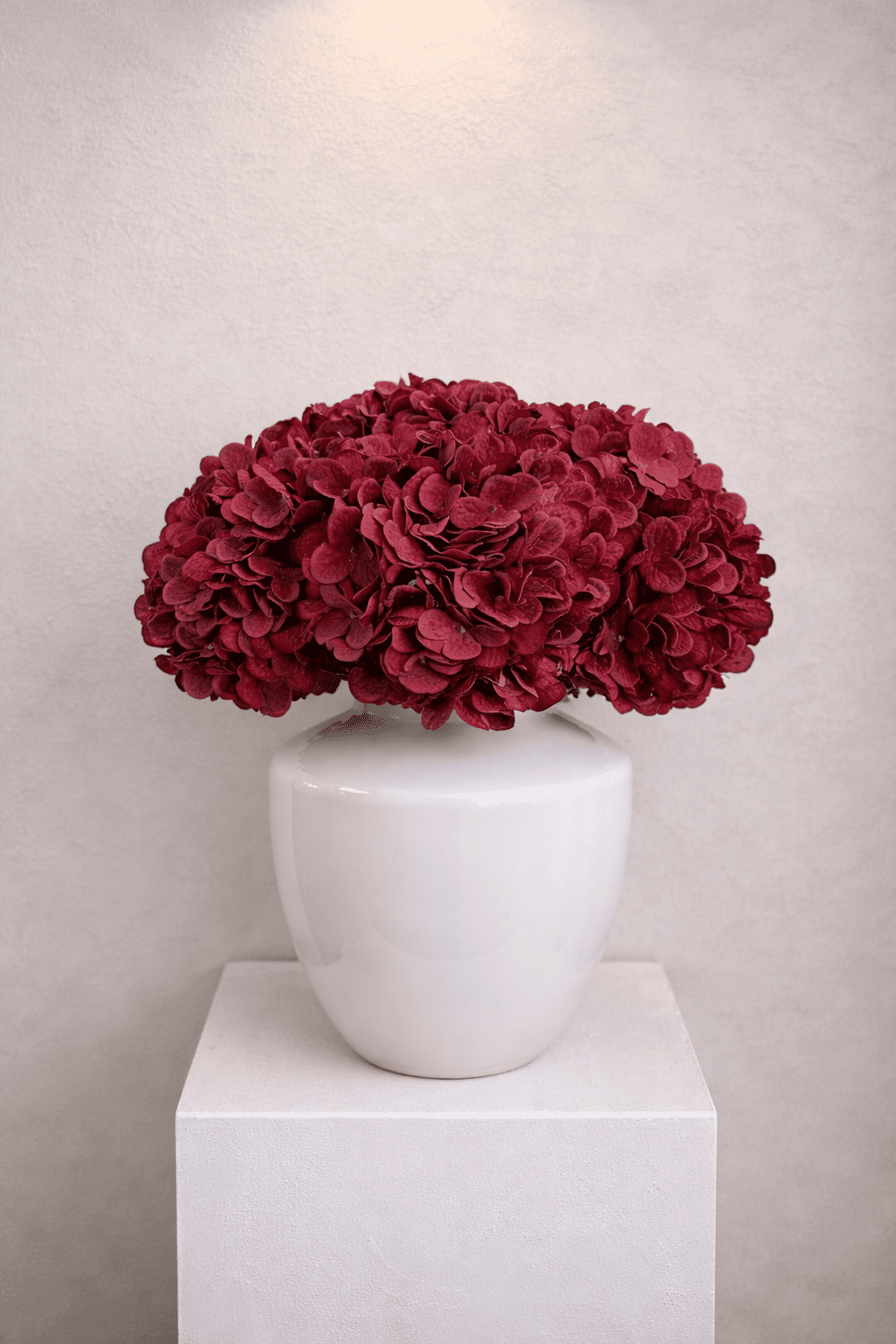 Bordeaux Hortensia’s